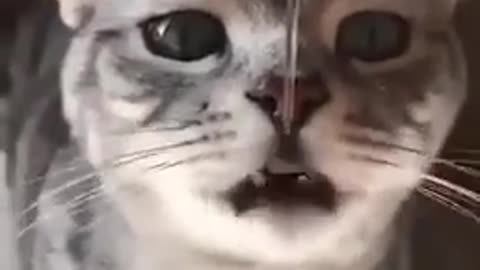 Funny cats video