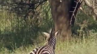 Crocodile Attack on Zebra#shorts #crocodile