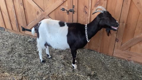 Goat Dottie Water Breaking Going into Labor 03.2023