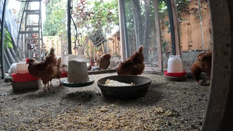 Backyard Chickens Fun Relaxing Sounds Noises Hens Roosters!