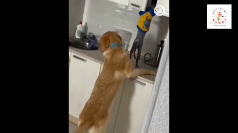 Funny dogs doing funny things 😂😂