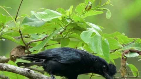 Feel Nature, Racket tailed drongo