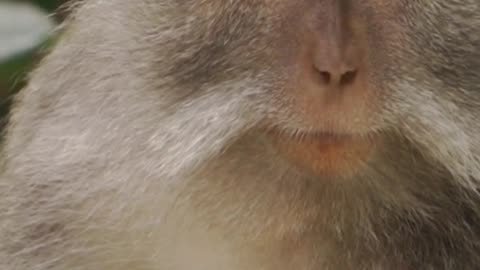 Monkey videos