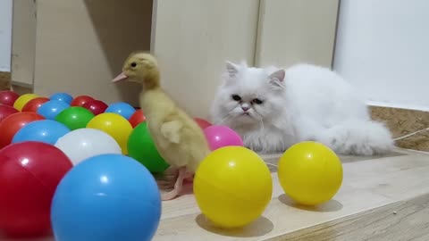 My kind cat is afraid of the beautiful duckling!!