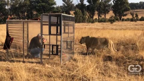 Human Lion Cage at GG Conservation