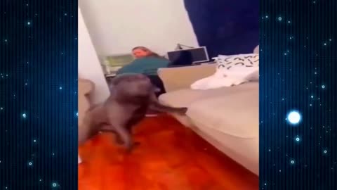 video lucu kucing dan anjing