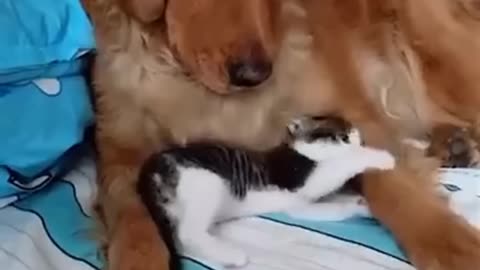 Cat and Dog Friendship - Dog and Cat Pure Love #short