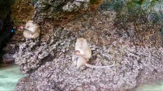 Kayaking with Monkeys