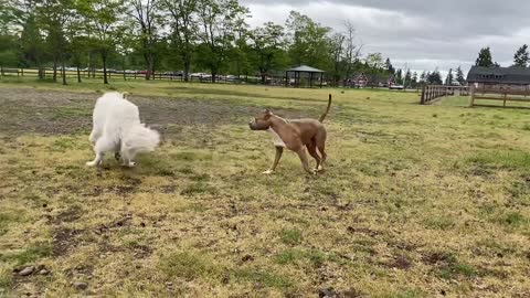 German shepherd attacking pitbull