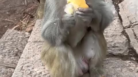 Funny monkey eating