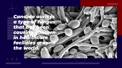 What is Candida Auris