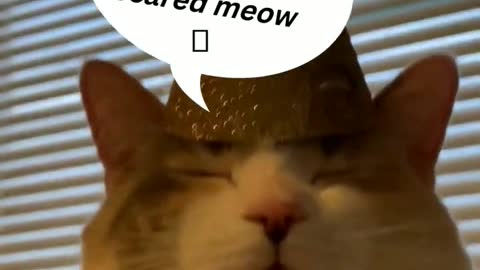 "Purrfectly Amusing: The Best Cat Reaction Video on the Internet"