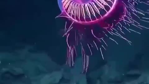 HALITREPHES MAASI JELLYFISH