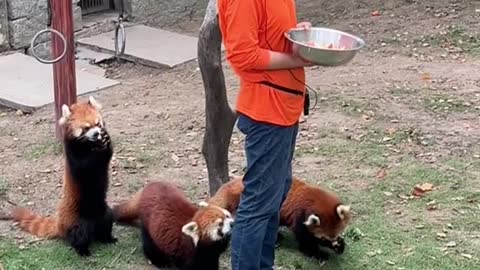 red pandas