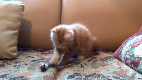 This is the most adorable video of a little kitten playing with his toy mouse!