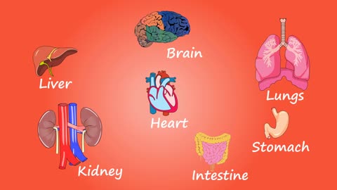 Human body organs