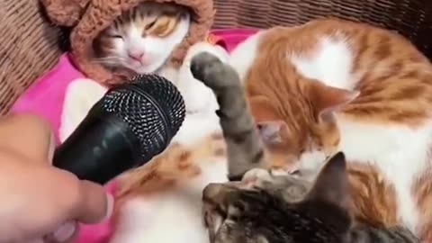 Funny & Cute Cats Compilation (TikTok) #shorts 😻 0:59