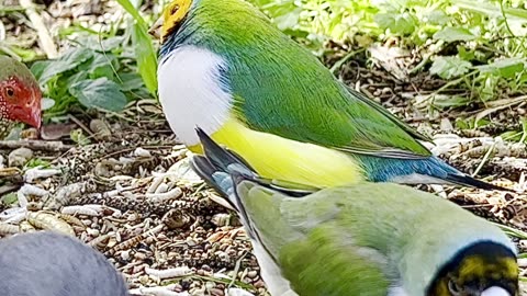 gouldian finches with white breast