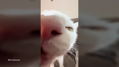 Funny Cat Videos