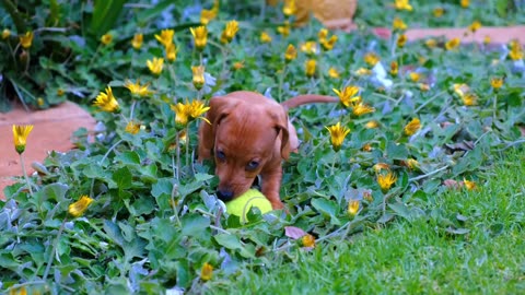 Relax with these very cute puppies.