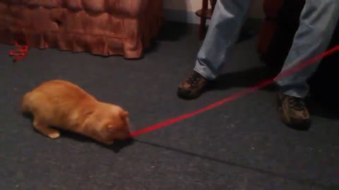 Leash Training an Orange Cat