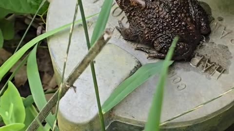 American Toad.