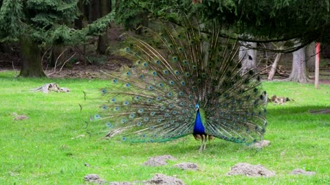 Peacocks are real beauti