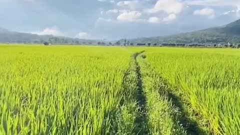 golden wheat fields