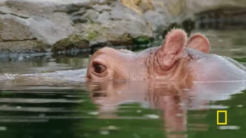 Hippos Eating Watermelon | Magic of Disney's Animal Kingdom