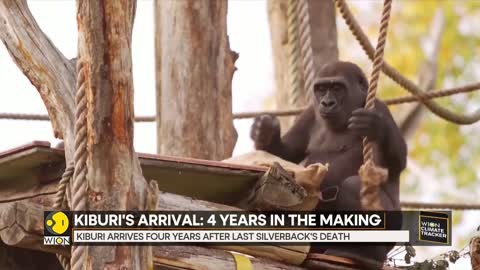 London Zoo welcomes 'Kiburi' the gorilla in the family