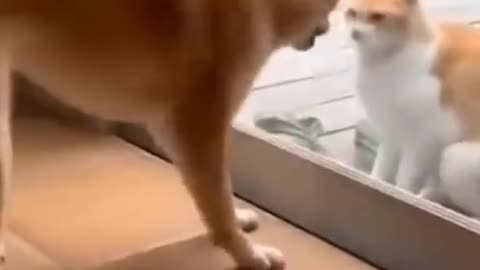 funny dog vs cat caught fight scene try to not laugh