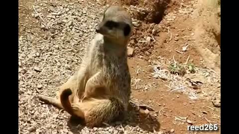 My Funny Meerkat