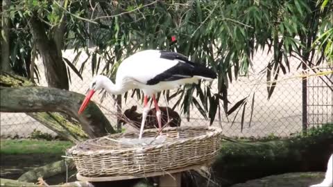 The White Stork in the Basket