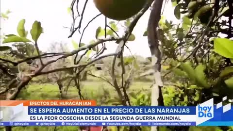 Pronostican aumento en precio de las naranjas a causa de Ian | Noticias Telemundo