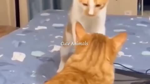 #cat #cats #short #funnycat #funnycats #cutecat #dog #kitten #catvideo #doglovers #animals_2