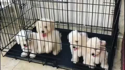 free! free Lhasa Apso pupps - for free adoption 2021 spf