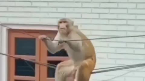 Mankey Funny Video