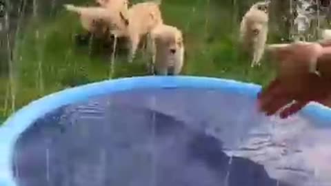 Puppies playing with sprinkler pool !! 🐶