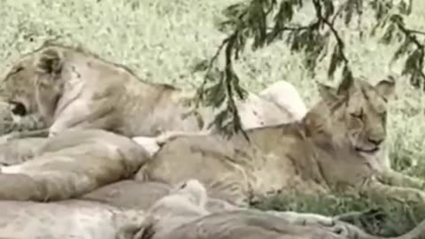 Jungle King | Lions Sitting Calmly in the Forest | Lions at Peace