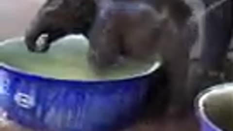 Cute baby Elephant taking bath