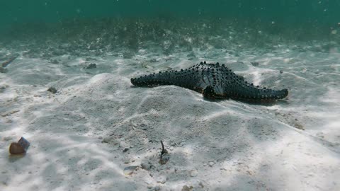 crawling starfish