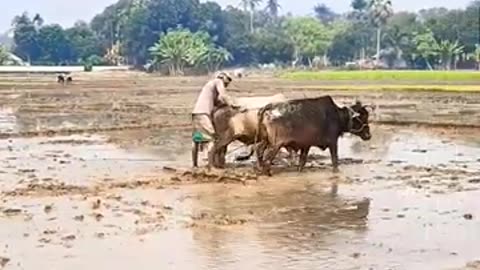 #farmer #farmerlife #viral #video