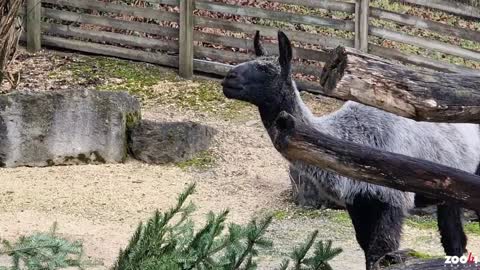 FUR REAL: Tannenbaum Trees Go Down A Treat For Swiss Zoo Animals