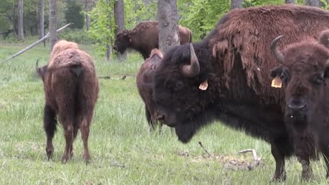 The American Bison Becomes US National Animal | PRESS Pass | NBC News