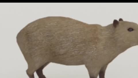 Spinning capybara