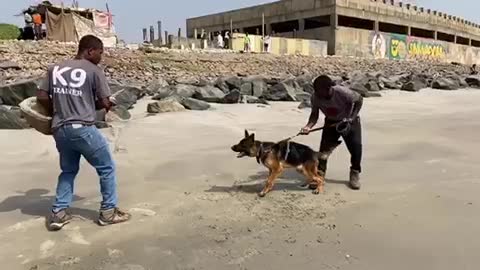 German shepherd beach training