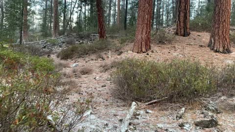 Snowing on Ponderosas – Central Oregon – Edison Sno-Park – 4K