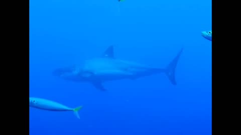 MASSIVE Great White Shark in Mexico ‼️🦈