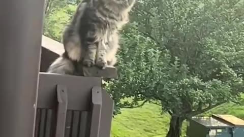 Cat funny videos 🙀 😍