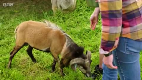 Cameraman smacked in the nuts by angry sheep 😱 - BBC_Cut